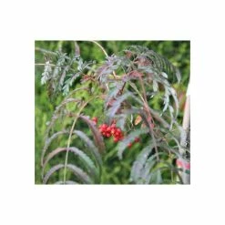 Sorbus Aucuparia 'Chinese Lace' | Rowan Tree | 9L Pot | 120-150cm