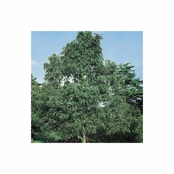 Sorbus Pseudohupehensis 'Pink Pagoda' | Rowan Tree | 9L Pot | 120-150cm 1 Sorbus Pseudohupehensis 'Pink Pagoda' | Rowan Tree | 9L Pot | 120-150cm