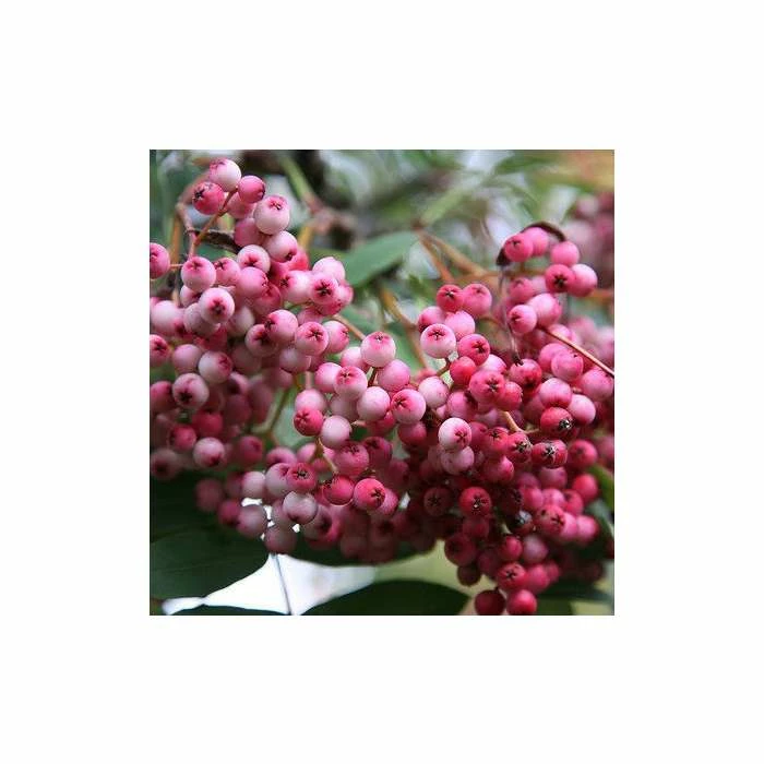 Sorbus Pseudohupehensis 'Pink Pagoda' | Rowan Tree | 9L Pot | 120-150cm 2 Sorbus Pseudohupehensis 'Pink Pagoda' | Rowan Tree | 9L Pot | 120-150cm - Image 2