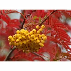 Sorbus 'Joseph Rock' | Mountian Ash Rowan Tree | 9L Pot | 120-150cm -botanical garden shop TR02039L add image 2 432e