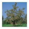 Sorbus 'Joseph Rock' | Mountian Ash Rowan Tree | 9L Pot | 120-150cm