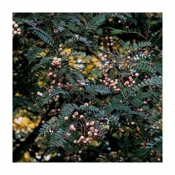 Sorbus Vilmorinii | Rowan Tree | Bare Root | 120-150cm -botanical garden shop TR0204BR add image 2 a5ae