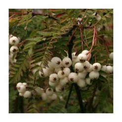 Sorbus Vilmorinii | Rowan Tree | Bare Root | 120-150cm -botanical garden shop TR0204BR add image 3 b84e