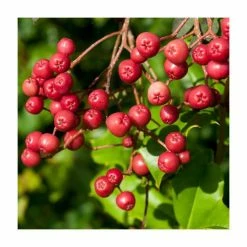 Sorbus Vilmorinii | Rowan Tree | Bare Root | 120-150cm -botanical garden shop TR0204BR add image 4 925a