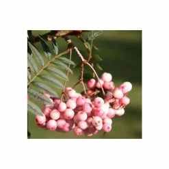 Sorbus Vilmorinii | Rowan Tree | Bare Root | 120-150cm