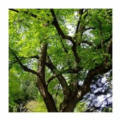 Tilia Platyphyllos 'Rubra' | Large Leaf Lime Tree | 9L Pot | 120-150cm -botanical garden shop TR0205 add image 1 2c74