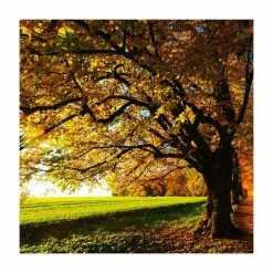 Tilia Platyphyllos 'Rubra' | Large Leaf Lime Tree | 9L Pot | 120-150cm -botanical garden shop TR0205 add image 2 eb92