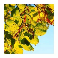 Tilia Platyphyllos 'Rubra' | Large Leaf Lime Tree | 9L Pot | 120-150cm -botanical garden shop TR0205 add image 3 63a7