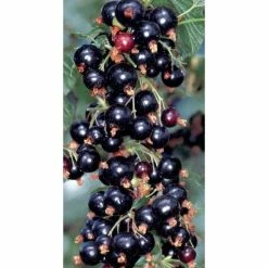 20-30cm Ben Alder' Blackcurrant Bush | Bare Root