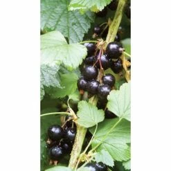 20-30cm Ben Connan' Blackcurrant Bush | Bare Root