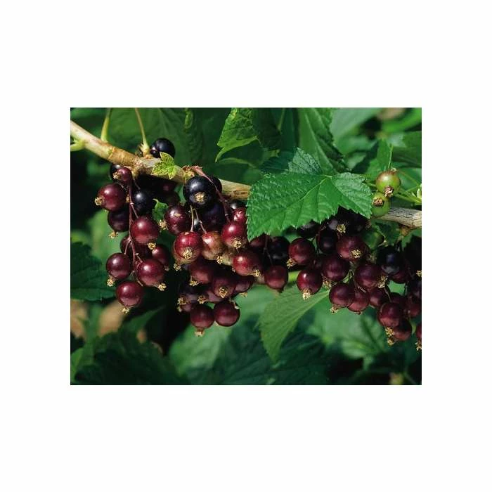 20-30cm Titania' Blackcurrant Bush | Bare Root 1 20-30cm Titania' Blackcurrant Bush | Bare Root