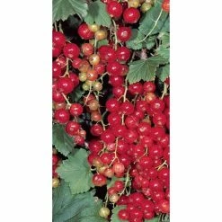 20-30cm Jonkheer Van Tets' Redcurrant Bush | Bare Root