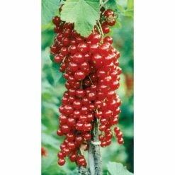 20-30cm Rovada' Redcurrant Bush | Bare Root