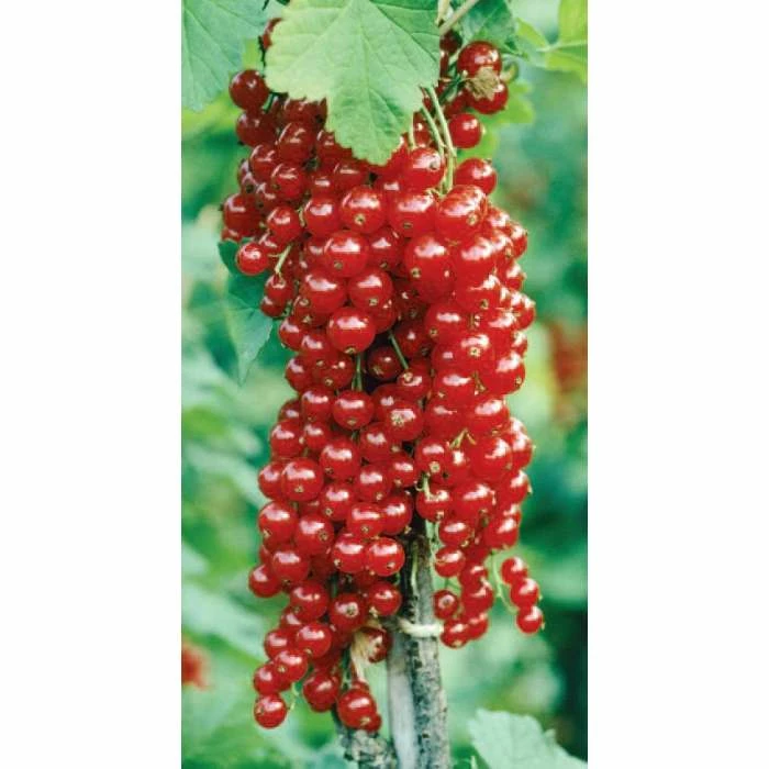 20-30cm Rovada' Redcurrant Bush | Bare Root 1 20-30cm Rovada' Redcurrant Bush | Bare Root