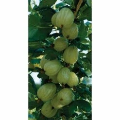 20-30cm Hinnonmaki Green' Gooseberry Bush | Bare Root