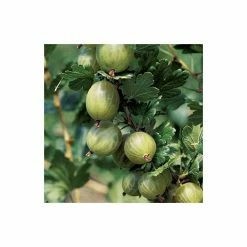20-30cm Invicta' Gooseberry Bush | Bare Root 5 20-30cm Invicta' Gooseberry Bush | Bare Root -botanical garden shop TR0215BR add image 1 ae6e