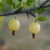 20-30cm Invicta' Gooseberry Bush | Bare Root