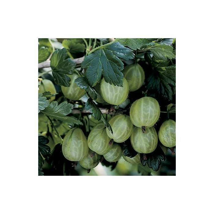 20-30cm Invicta' Gooseberry Bush | Bare Root 2 20-30cm Invicta' Gooseberry Bush | Bare Root - Image 2