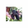 20-30cm Waldo' Blackberry Bush | Bare Root