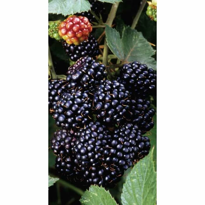 20-30cm Waldo' Blackberry Bush | Bare Root 2 20-30cm Waldo' Blackberry Bush | Bare Root - Image 2