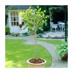 4-5ft 'Brown Turkey' Fig Tree | Half Standard | 4L Pot