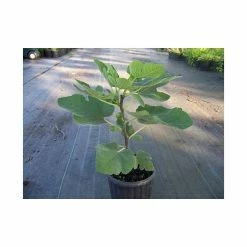20-40cm Brown Turkey' Fig Tree | 9cm Pot