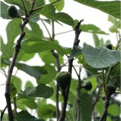 1ft-2ft ''Brown Turkey' Fig Tree | 3L Pot 14 1ft-2ft ''Brown Turkey' Fig Tree | 3L Pot -botanical garden shop TR0241 add image 3 f3f9