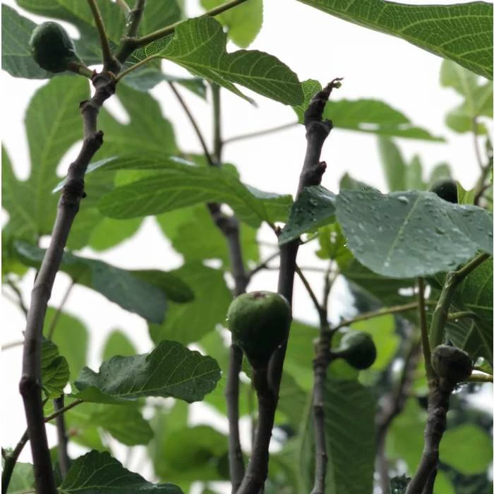 1ft-2ft ''Brown Turkey' Fig Tree | 3L Pot 5 1ft-2ft ''Brown Turkey' Fig Tree | 3L Pot - Image 5