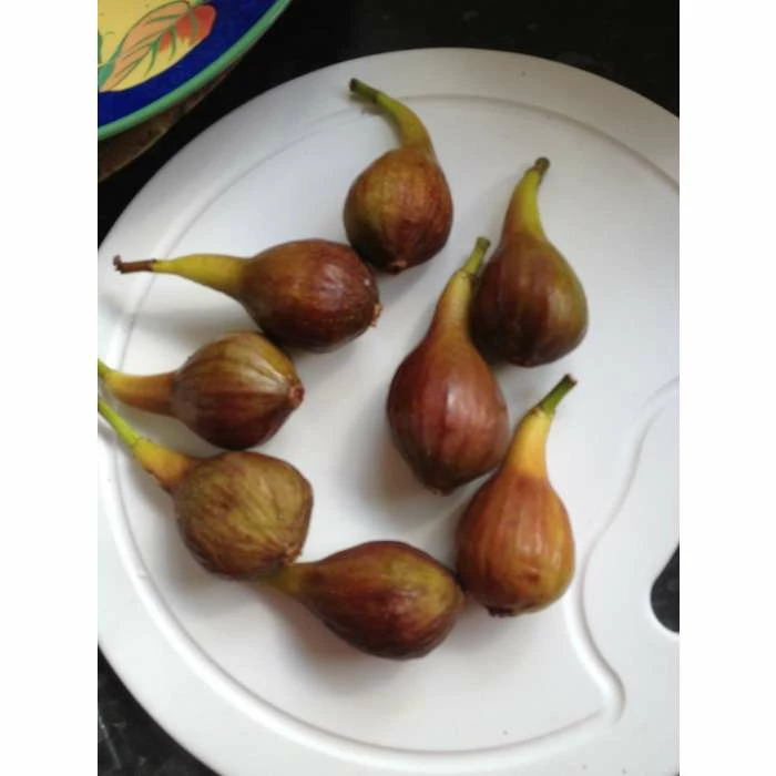 1ft-2ft ''Brown Turkey' Fig Tree | 3L Pot 7 1ft-2ft ''Brown Turkey' Fig Tree | 3L Pot - Image 7