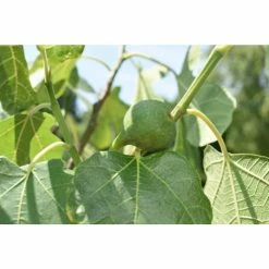 1ft-2ft ''Brown Turkey' Fig Tree | 3L Pot 17 1ft-2ft ''Brown Turkey' Fig Tree | 3L Pot -botanical garden shop TR0241 add image 6 aece