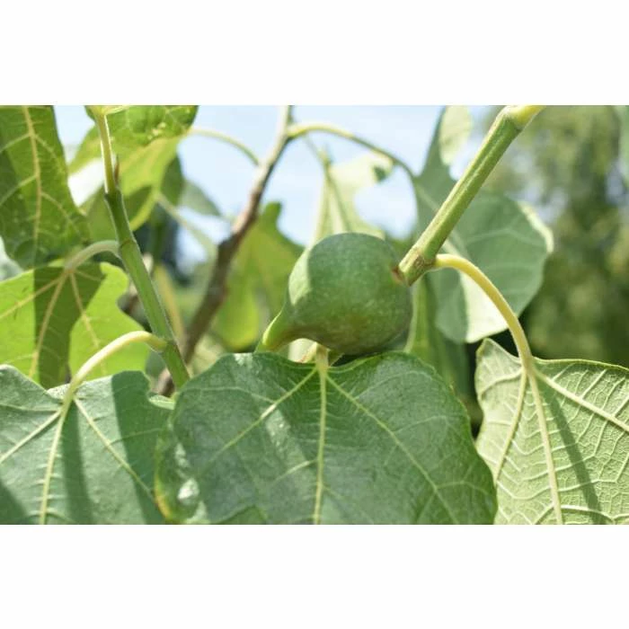 1ft-2ft ''Brown Turkey' Fig Tree | 3L Pot 8 1ft-2ft ''Brown Turkey' Fig Tree | 3L Pot - Image 8