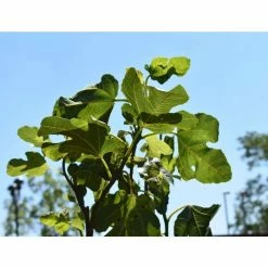 1ft-2ft ''Brown Turkey' Fig Tree | 3L Pot 18 1ft-2ft ''Brown Turkey' Fig Tree | 3L Pot -botanical garden shop TR0241 add image 7 0360