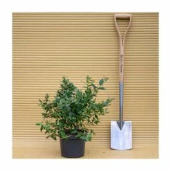 10-20cm 'Sunshine Blue' Evergreen Blueberry Bush | 3L Pot 8 10-20cm 'Sunshine Blue' Evergreen Blueberry Bush | 3L Pot -botanical garden shop TR0253 add image 2 ff99