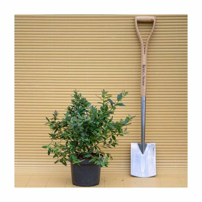 10-20cm 'Sunshine Blue' Evergreen Blueberry Bush | 3L Pot 4 10-20cm 'Sunshine Blue' Evergreen Blueberry Bush | 3L Pot - Image 4