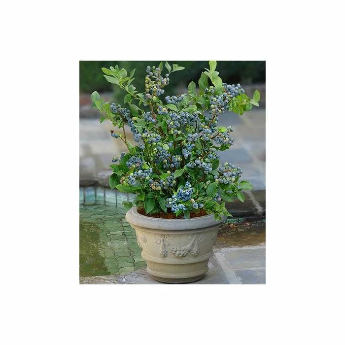 10-20cm 'Sunshine Blue' Evergreen Blueberry Bush | 3L Pot 5 10-20cm 'Sunshine Blue' Evergreen Blueberry Bush | 3L Pot - Image 5