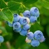 10-20cm 'Sunshine Blue' Evergreen Blueberry Bush | 3L Pot