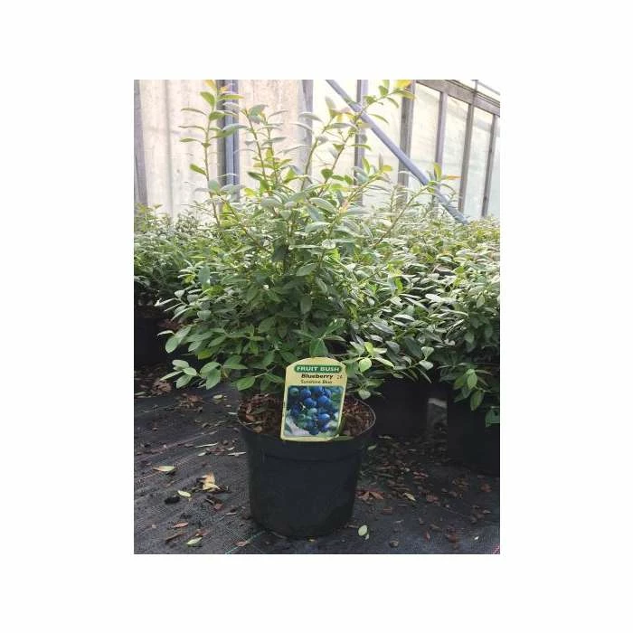 10-20cm 'Sunshine Blue' Evergreen Blueberry Bush | 3L Pot 2 10-20cm 'Sunshine Blue' Evergreen Blueberry Bush | 3L Pot - Image 2