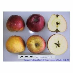 4-5ft 'Kidd's Orange Red' Dessert Apple Tree | M26 Semi Dwarfing Rootstock | Bare Root 5 4-5ft 'Kidd's Orange Red' Dessert Apple Tree | M26 Semi Dwarfing Rootstock | Bare Root -botanical garden shop TR0266 add image 1 53a3