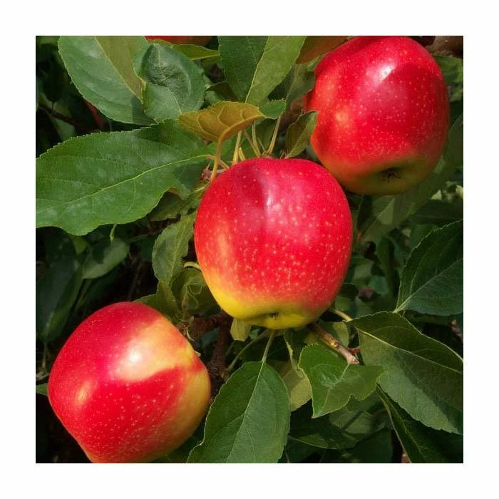 4-5ft 'Kidd's Orange Red' Dessert Apple Tree | M26 Semi Dwarfing Rootstock | Bare Root 1 4-5ft 'Kidd's Orange Red' Dessert Apple Tree | M26 Semi Dwarfing Rootstock | Bare Root