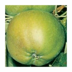 4-5ft 'Lord Derby' Cooking Apple Tree | M26 Semi Dwarfing Rootstock | Bare Root