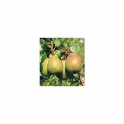4-5ft 'Merton Pride' Pear Tree | Quince A Semi Dwarfing Rootstock | Bare Root