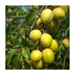 4-5ft 'Coe's Golden Drop' Plum Tree | SJA Semi Vigorous Rootstock | Bare Root