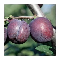 4-5ft 'Herman' Plum Tree | SJA Semi Vigorous Rootstock | Bare Root
