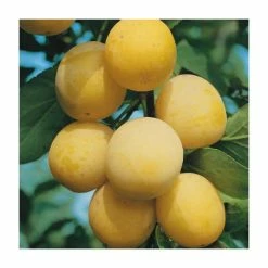 4-5ft 'Mirabelle De Nancy' Plum Tree | SJA Semi Vigorous Rootstock | Bare Root