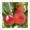 4-5ft 'Avalon Pride' Peach Tree | Montclare Semi Dwarfing Rootstock | Bare Root