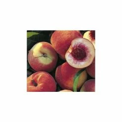 4-5ft 'Duke Of York' Peach Tree | Montclare Semi Dwarfing Rootstock | Bare Root