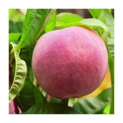4-5ft 'Peregrine' Peach Tree | SJA Semi Vigorous Rootstock | Bare Root