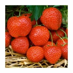 20-30cm Elsanta' Strawberry Plants | Pack Of 5 Bare Roots