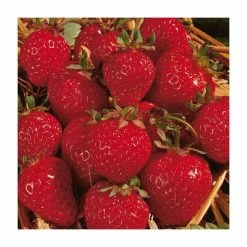 20-30cm Honeoye' Strawberry Plants | Pack Of 5 Bare Roots -botanical garden shop TR0323 add image 1 7034