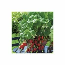 20-30cm Red Gauntlet' Strawberry Plants | Pack Of 5 Bare Roots